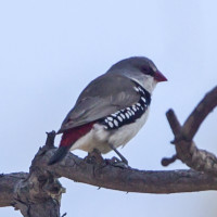 Diamond Firetail